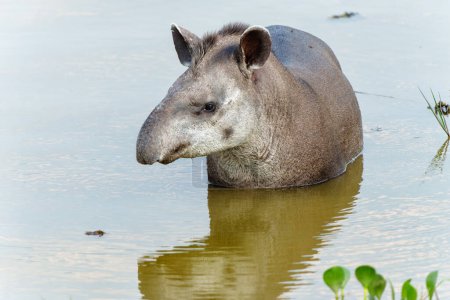 Tapir im Wasser. Südamerikanischer Tapie Tapirus terrestris, auch Brasilianischer Tapir oder Tieflandtapir genannt, watet im Wasser des Nordpantanal in Brasilien