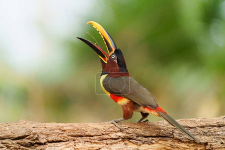 Aracari à oreilles de châtaignier (Pteroglossus castanotis) mangeant dans la région du Pantanal au Brésil