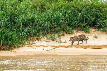 Jaguar (Panthera onca) chasse dans le nord du Pantanal à Mata Grosso au Brésil