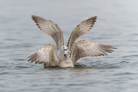 Photo for Caspian Gulls (Larus cachinnans) fighting with each other and trying to steal a fish in the Oder Delta in Poland - Royalty Free Image