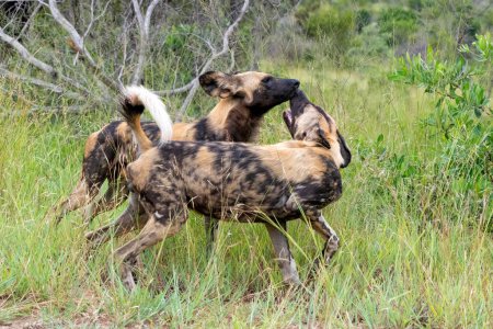 Téléchargez les photos : Chien sauvage africain à la recherche de nourriture, jouer et courir dans le parc national Kruger en Afrique du Sud - en image libre de droit
