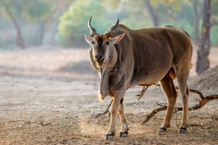 Common eland bull with red-billed oxpecker walking  in Mana Pools National Park in Zimbabwe