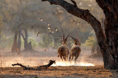 El eland común, también conocido como eland sur o eland antílope con luz de fondo con puesta de sol en el Parque Nacional Mana Pools en Zimbabue
