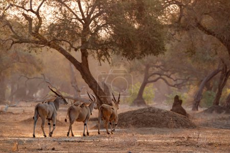 Foto de El eland común, también conocido como eland sur o eland antílope con luz de fondo con puesta de sol en el Parque Nacional Mana Pools en Zimbabue - Imagen libre de derechos