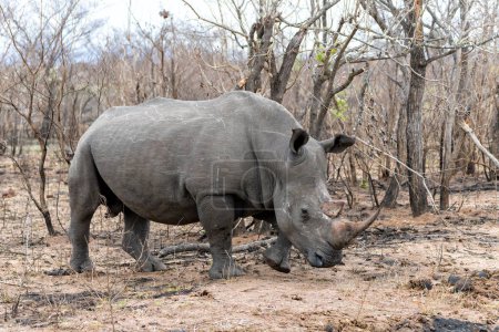 Foto de Toro blanco rinoceronte en una reserva de caza, parte de la región del Gran Kruger, en Sudáfrica - Imagen libre de derechos