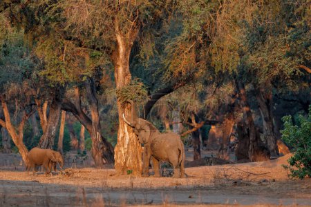 Elefante macho en busca de comida al final de la tarde en la estación seca en el bosque de árboles altos en el Parque Nacional Mana Pools en Zimbabue
