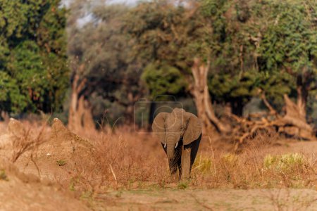 Éléphant mâle à la recherche de nourriture en fin d'après-midi en saison sèche dans la forêt de grands arbres dans le parc national de Mana Pools au Zimbabwe