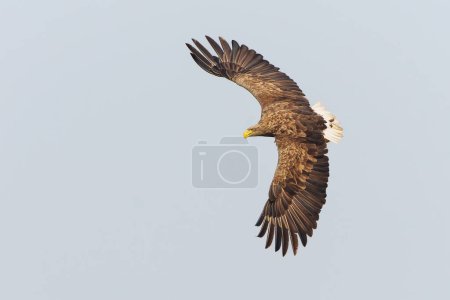 Águila de cola blanca (Haliaeetus albicilla), también conocida como águila de mar eurasiática y águila de mar de cola blanca. El águila vuela para capturar un pez en el delta del río Oder en Polonia, Europa.