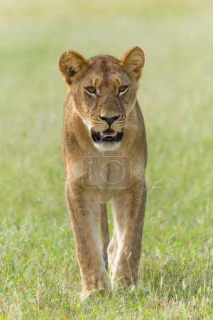 Téléchargez les photos : Lion d'Afrique (Panthera leo) en saison verte. Sous-lionnes adultes se promenant le matin dans le delta de l'Okavango au Botswana. - en image libre de droit
