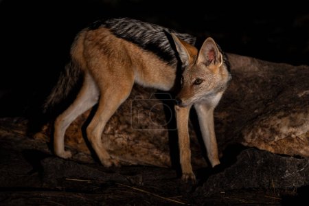 Photo for Black-backed jackal (Lupulella mesomelas) eating from elephant carcass at night in the Okavango Delta in Botswana - Royalty Free Image