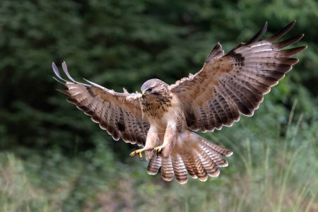 Photo for Common Buzzard (Buteo buteo) flying in the forest in the Netherlands - Royalty Free Image
