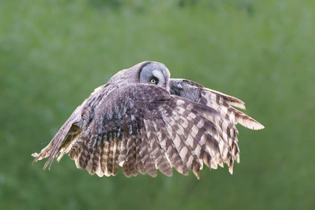 Great Grey Owl or Lapland Owl (Strix nebulosa) flying on the bank of a lake in Gelderland in the Netherlands
