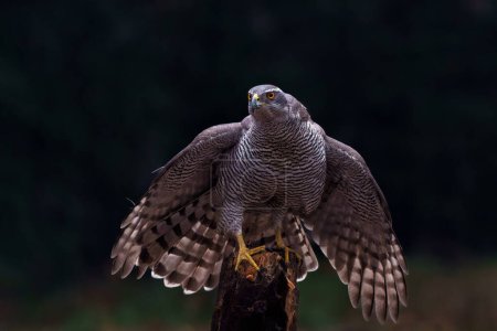 Northern goshawk (accipiter gentilis) sitting on a pole in the forest of Noord Brabant in the Netherlands with a black background