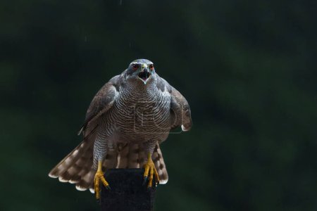Northern goshawk (accipiter gentilis) sitting on a pole in the forest of Noord Brabant in the Netherlands with a black background