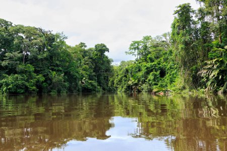 Beautiful lush green tropical forest jungle scenery seen from a boat in Tortuguero National Park in Costa Rica