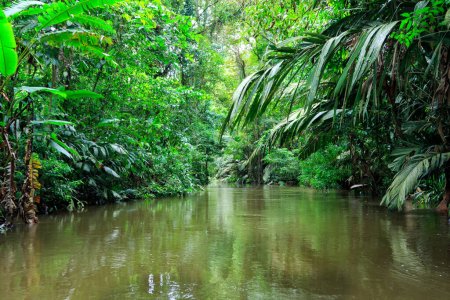Foto de Hermoso paisaje de selva tropical verde exuberante visto desde un barco en el Parque Nacional Tortuguero en Costa Rica - Imagen libre de derechos