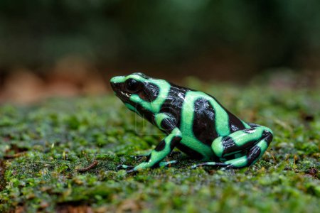 Rana venenosa verde y negra (Dendrobates auratus), también conocida como rana venenosa verde y negra y rana venenosa verde que camina en la selva tropical cerca de Sarapiquí en Costa Rica