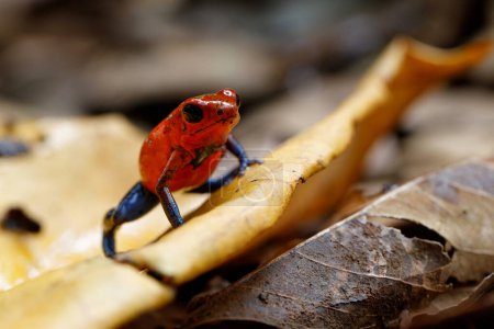 Téléchargez les photos : Blue-jeans Grenouille ou fraise Poison-dart Grenouille (Dendrobates pumilio) assise sur le sol de la forêt tropicale de Sarapiqui sur la Costa - en image libre de droit