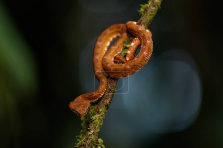 Mittelamerikanische Baumboa, Corallus annulatus, auch bekannt als Gemeine Baumboa, Trinidad-Baumboa oder Baumboa, die an einem Ast im Wald in Costa Rica hängen