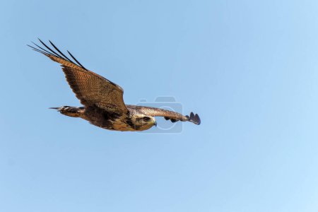 Foto de Savanna Hawk (Buteogallus meridionalis) sobrevolando los Humedales Pantanal en Brasil - Imagen libre de derechos