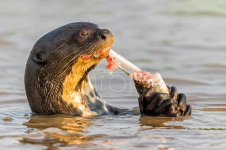 Photo for Giant River Otter, Pteronura brasiliensis, hunting and eating fish, Matto Grosso, Pantanal, Brazil, South America - Royalty Free Image