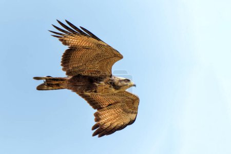 Foto de Savanna Hawk (Buteogallus meridionalis) sobrevolando los Humedales Pantanal en Brasil - Imagen libre de derechos