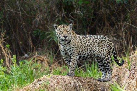 Jaguar (Panthera onca) cazando en el Pantanal Norte en Mata Grosso en Brasil