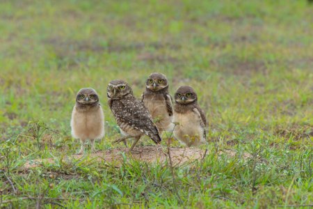 Burrowing owl (Athene cunicularia). One of the parents and the small chicks standing on the burrow in a field in the North Pantanal in Brazil