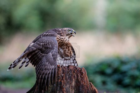 Juvenile Northern Goshawk searching for food in the forest of Noord Brabant in the Netherlands