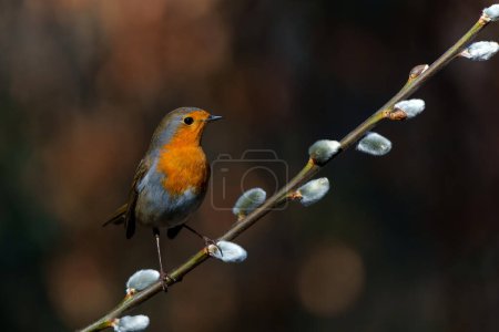  European Robin (Erithacus rubecula) searching for food in the forest of the Netherlands. Dark background.                              