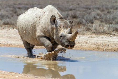 Spitzmaulnashorn-Bulle genießt das Wasser nach dem ersten Regen im Etosha-Nationalpark in Namibia