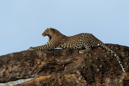 Téléchargez les photos : Léopard (Panthera Pardus) reposant dans un arbre à la lumière dorée de la fin de l'après-midi dans la réserve de chasse Mashatu dans le bloc Tuli au Botswana - en image libre de droit