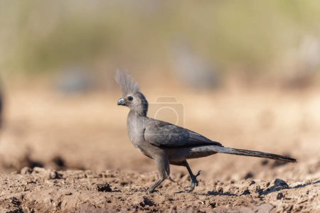  Grey Go-away-bird o Grey Lourie (Corythaixoides concolor) llegando a un abrevadero para tomar una copa en la reserva de caza de Mashatu en el Tuli Block en Botswana