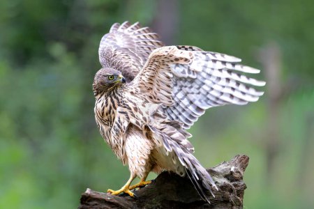 Nördlicher Habicht-Jungvogel im Wald schützt Überreste einer Beute im Süden der Niederlande