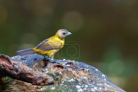 Photo for Passerini's Tanager or Scarlet-rumped Tanager ( Ramphocelus passerinii ) female searching for food in the rainforest of Costa Rica - Royalty Free Image