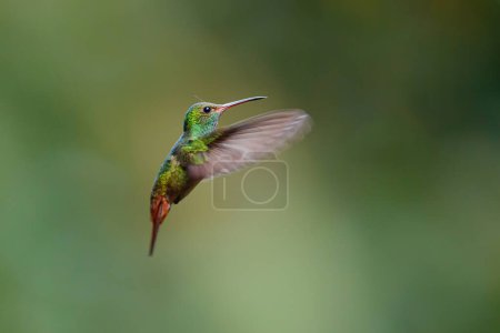 Rufous-tailed Hummingbird (Amazilia tzacatl) flying in the rainforest with a green background near Sarapiqui in Costa Rica with copy space