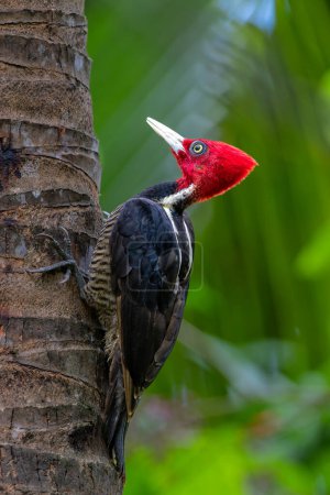 Pale-billed woodpecker (Campephilus guatemalensis) sitting on a tree in the forest of Costa Rica