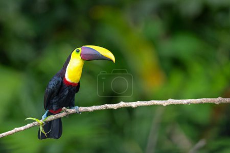 Chestnut-mandibled toucan or Swainsons toucan, Ramphastos ambiguus swainsonii. Yellow-throated toucan sitting on a branch in the rainforest around BocaTapada in Costa Rica , entral America