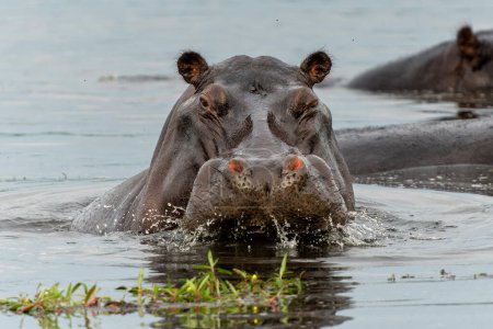 Foto de Hipopótamo en el Delta de Okavanga en Botswana. Un toro hipopótamo agresivo muestra comportamiento dominante. - Imagen libre de derechos