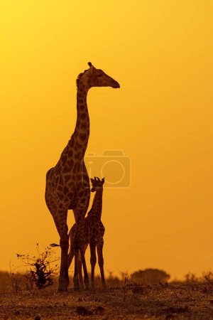 Giraffe mother and baby. Silhouette of a mother giraffe with her calf at sunrise in Mashatu Game Reserve in the Tuli Block in Botswana