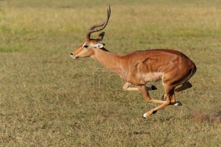 Photo pour Impala male running in Mashatu Game Reserve in the Tuli Block in Botswana - image libre de droit