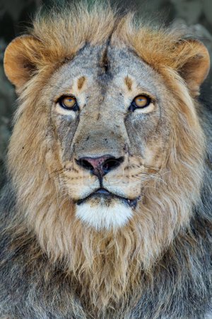 Téléchargez les photos : Lion (Panthera leo) mâle se reposant dans la réserve de Mashatu dans le bloc Tuli au Botswana - en image libre de droit