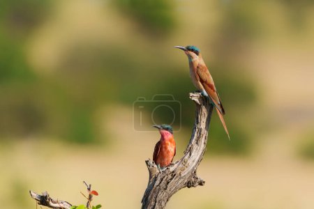 Photo for Southern carmine Bee-eater (Merops nubicoides) looking for insects in Mashatu Game Reserve in the Tuli Block in Botswana - Royalty Free Image
