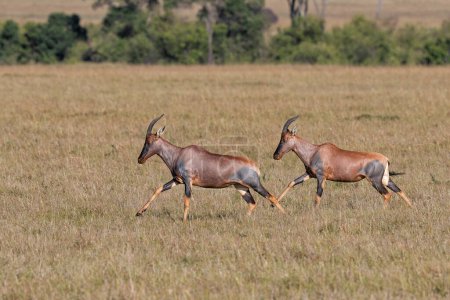 Topi o tsessebe (Damaliscus lunatus) corriendo por las llanuras de la Reserva Nacional Masai Mara en Kenia