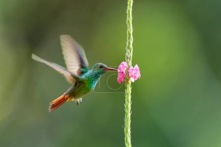 Rufous-tailed koliber (Amazilia tzacatl) latający odebrać nektar z pięknego kwiatu, San Isidro del General, Kostaryka. Akcja Scena dzikiej przyrody z natury.