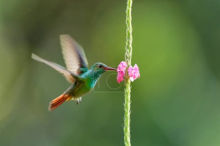 Colibrí de cola rufa (Amazilia tzacatl) volando para recoger el néctar de una hermosa flor, San Isidro del General, Costa Rica. Acción vida silvestre escena de la naturaleza.
