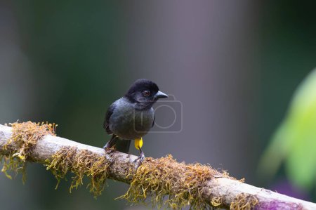 Photo for Yellow-thighed Brushfinch (Atlapetes tibialis) sitting on a branch in San Gerardo del Dota, Savegre, Costa Rica - Royalty Free Image