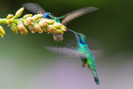 Hummingbird - Green violet-ear Colibri thalassinus) flying to pick up nectar from a beautiful flower, San Gerardo del Dota, Savegre, Costa Rica. Action wildlife scene from nature.