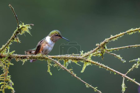 Photo for Volcano Hummingbird (Selasphorus flammula) on a branch in the mountains at San Gerardo del Dota, Savegre, Costa Rica. Action wildlife scene from nature. - Royalty Free Image