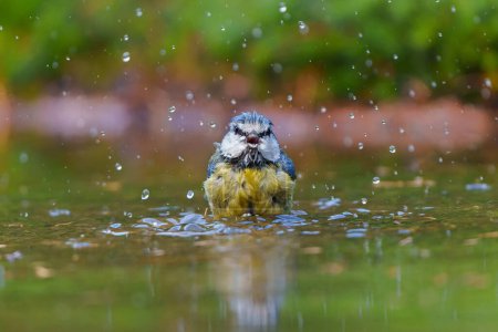 Téléchargez les photos : Eurasian blue tit (Cyanistes caeruleus) taking a bath in a pond in the forest in the Netherlands - en image libre de droit